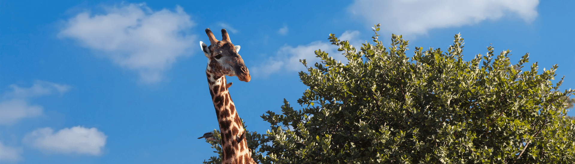 Crociere per il Sud Africa e Oceano Indiano